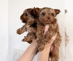 Small #5 Yorkshire Terrier