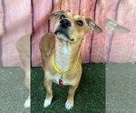 Small Photo #5 Pembroke Welsh Corgi-Unknown Mix Puppy For Sale in Phoenix, AZ, USA