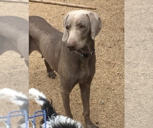 Mother of the Weimaraner puppies born on 05/07/2020