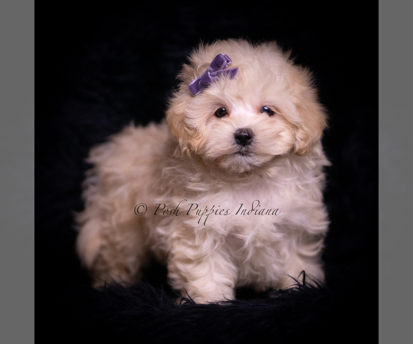 Medium Photo #4 Maltipoo (Miniature) Puppy For Sale in WARSAW, IN, USA