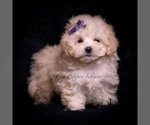 Small #3 Maltipoo (Miniature)