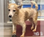 Small #4 Jack Russell Terrier Mix