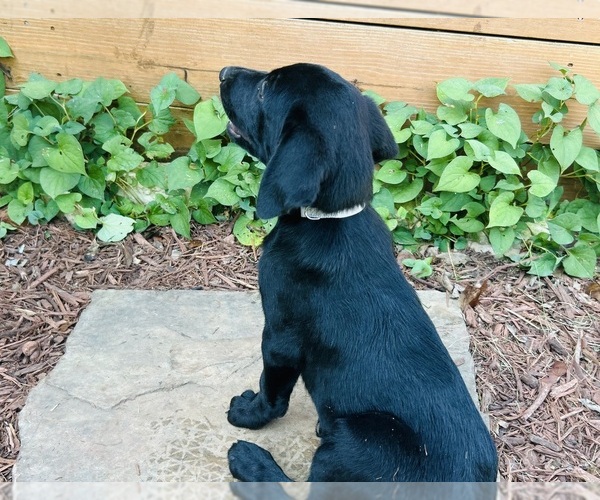 Medium Photo #13 Australian Cattle Dog-Labrador Retriever Mix Puppy For Sale in BELLMEAD, TX, USA