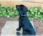 Small #2 Australian Cattle Dog-Labrador Retriever Mix