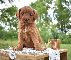 Goldendoodle-Poodle (Miniature) Mix Puppy for sale in SALEM, OH, USA
