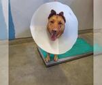 Small German Shepherd Dog Mix