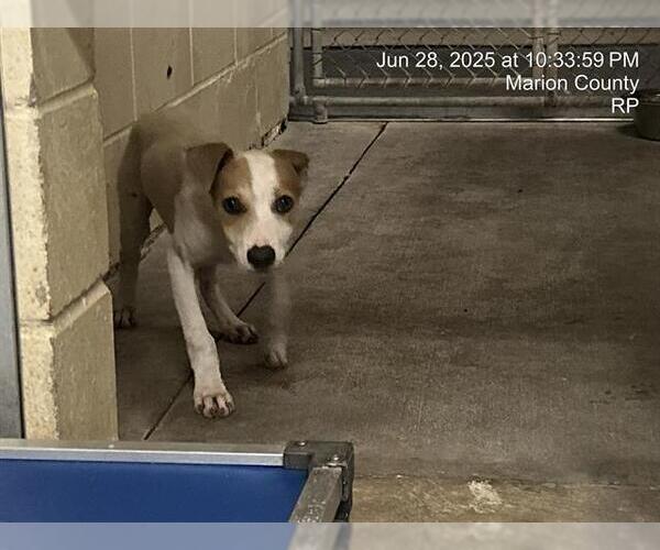 Medium Photo #1 American Pit Bull Terrier-Unknown Mix Puppy For Sale in Ocala, FL, USA