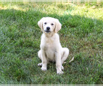 Twinkle - Female Golden Retriever Puppy for Sale - Photo #4