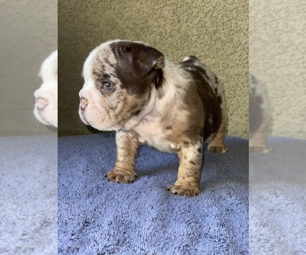 Medium Photo #1 Bulldog Puppy For Sale in BAKERSFIELD, CA, USA