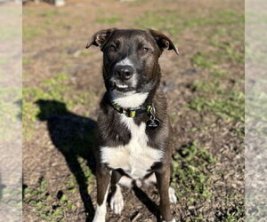 Australian Shepherd Dogs for adoption in Rohnert Park, CA, USA