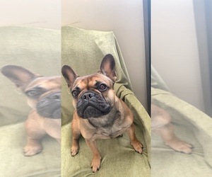 Mother of the French Bulldog puppies born on 09/02/2019