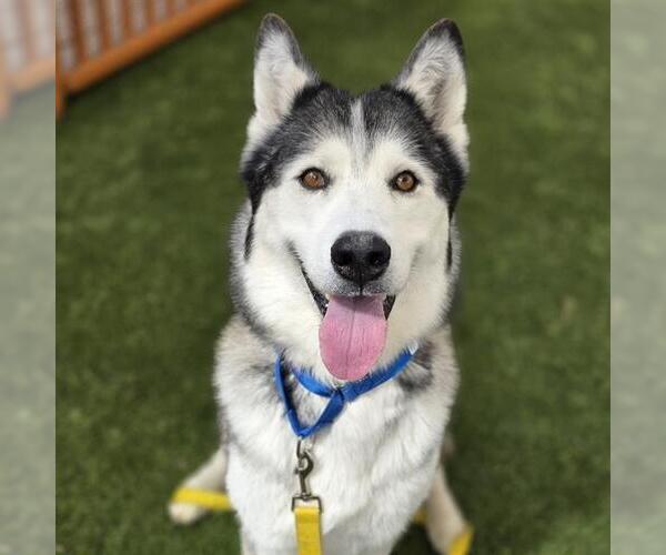 Medium Photo #1 Siberian Husky-Unknown Mix Puppy For Sale in Las Vegas, NV, USA