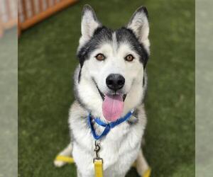 Siberian Husky-Unknown Mix Dogs for adoption in Las Vegas, NV, USA