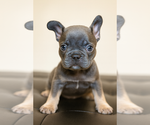 Puppy CHAOS French Bulldog