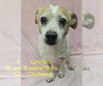 Small Chihuahua Mix