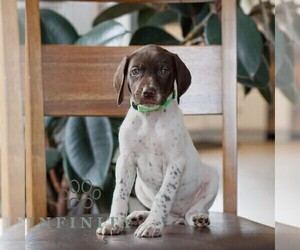 German Shorthaired Pointer Puppy for sale in COATESVILLE, PA, USA