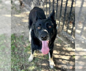 CREW - Male German Shepherd Dog Dog for Adoption - Photo #2