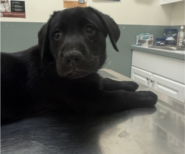 Medium Photo #1 Labrador Retriever Puppy For Sale in SPOTSYLVANIA, VA, USA