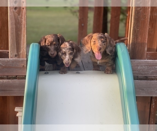 Medium Photo #15 Dachshund Puppy For Sale in KILN, MS, USA