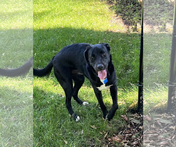 Medium Photo #4 Labrador Retriever-Unknown Mix Puppy For Sale in Minneapolis, MN, USA