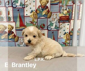 Maltipoo Puppy for sale in WINNSBORO, LA, USA