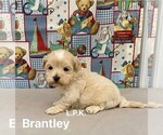 Image preview for Ad Listing. Nickname: Tiny Brantley