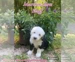 Small #9 Old English Sheepdog