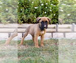Small #1 Boxer