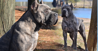 Father of the Cane Corso puppies born on 04/20/2017