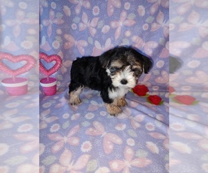 Morkie Puppy for sale in LAPEER, MI, USA
