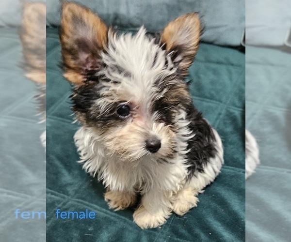 Medium Photo #5 Yorkshire Terrier Puppy For Sale in CONKLIN, NY, USA