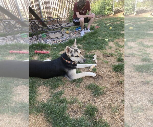 Medium Photo #1 Siberian Husky Puppy For Sale in Cedar Crest, NM, USA