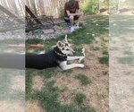 Small Siberian Husky