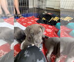 Small #1 Chinese Shar-Pei-Neapolitan Mastiff Mix