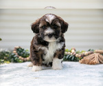 Puppy Ranger Aussiedoodle Miniature