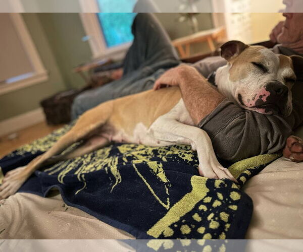 Medium Photo #5 American Pit Bull Terrier-Unknown Mix Puppy For Sale in Germantown, OH, USA