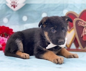 German Shepherd Dog Puppy for sale in LANCASTER, PA, USA