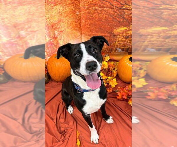 Medium Photo #10 Collie-Labrador Retriever Mix Puppy For Sale in Bryant, AR, USA