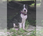 Small American Pit Bull Terrier-American Staffordshire Terrier Mix