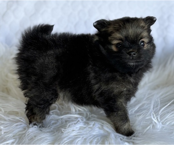 Medium Photo #4 Pomeranian Puppy For Sale in ROCK STREAM, NY, USA