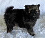 Small #3 Pomeranian