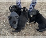 Small Photo #2 German Shepherd Dog Puppy For Sale in GORDON, WI, USA