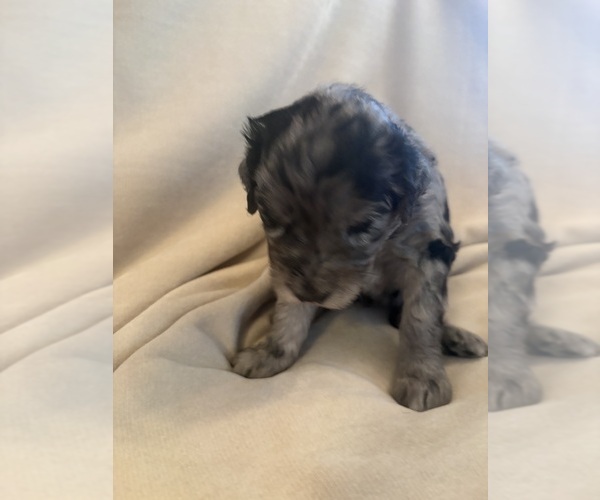 Medium Photo #2 Schnoodle (Giant) Puppy For Sale in MINNEAPOLIS, MN, USA