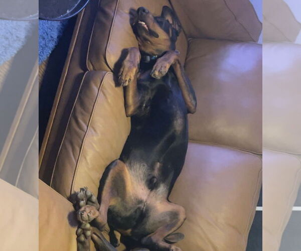 Medium Photo #3 Doberman Pinscher Puppy For Sale in Buffalo, MN, USA