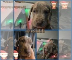Puppy Dasher Great Dane