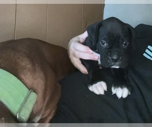 Medium Photo #4 Boxer Puppy For Sale in INCHELIUM, WA, USA