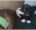 Small #3 Boxer