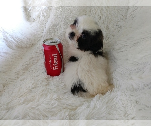 Medium Photo #6 Shih Tzu Puppy For Sale in DOUGLAS, GA, USA
