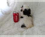 Small Photo #6 Shih Tzu Puppy For Sale in DOUGLAS, GA, USA