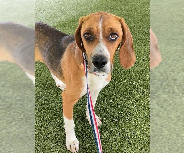 Medium Photo #1 Beagle-Unknown Mix Puppy For Sale in Fayetteville, NC, USA